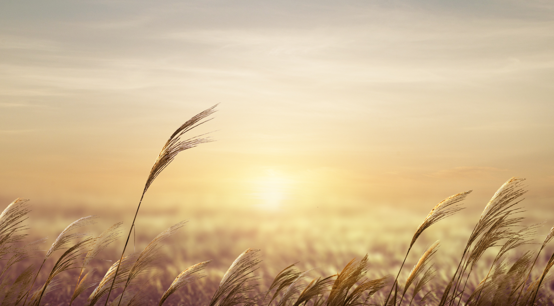 광주서창억새축제