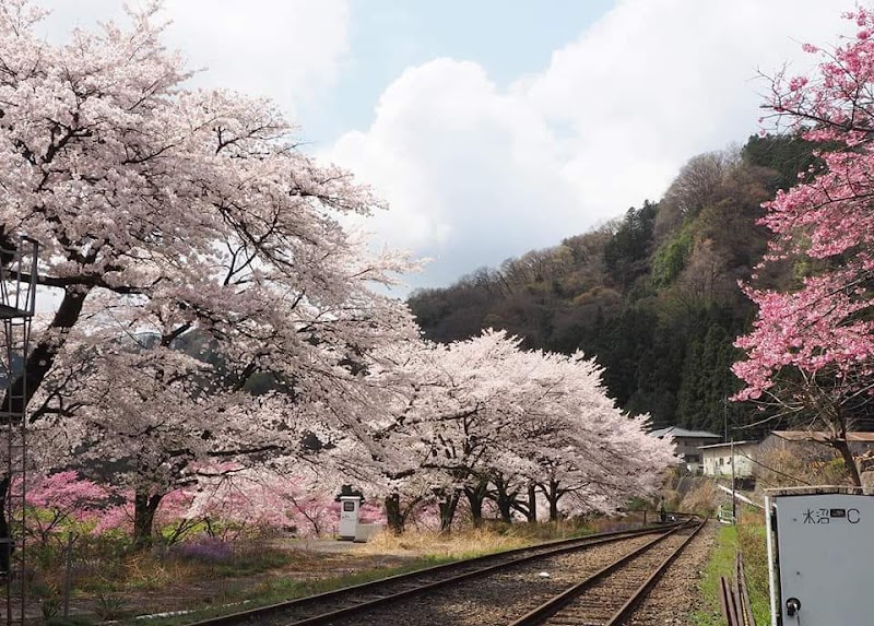 구로호네 벚꽃 축제