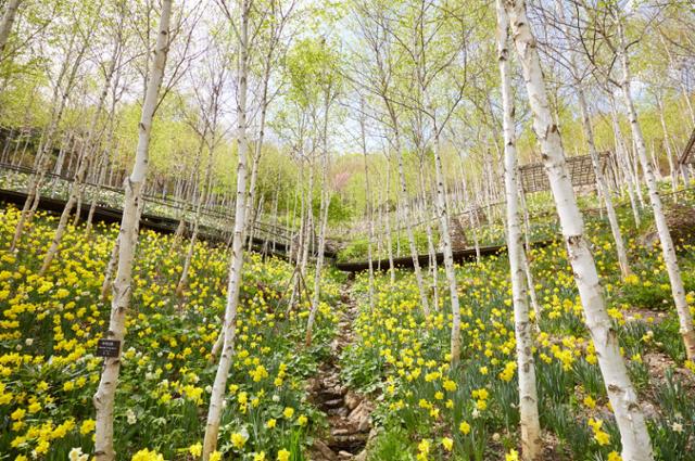 화담숲 봄 수선화 축제