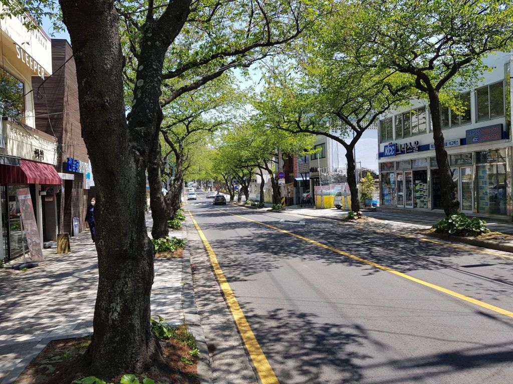 전농로 왕벚꽃축제