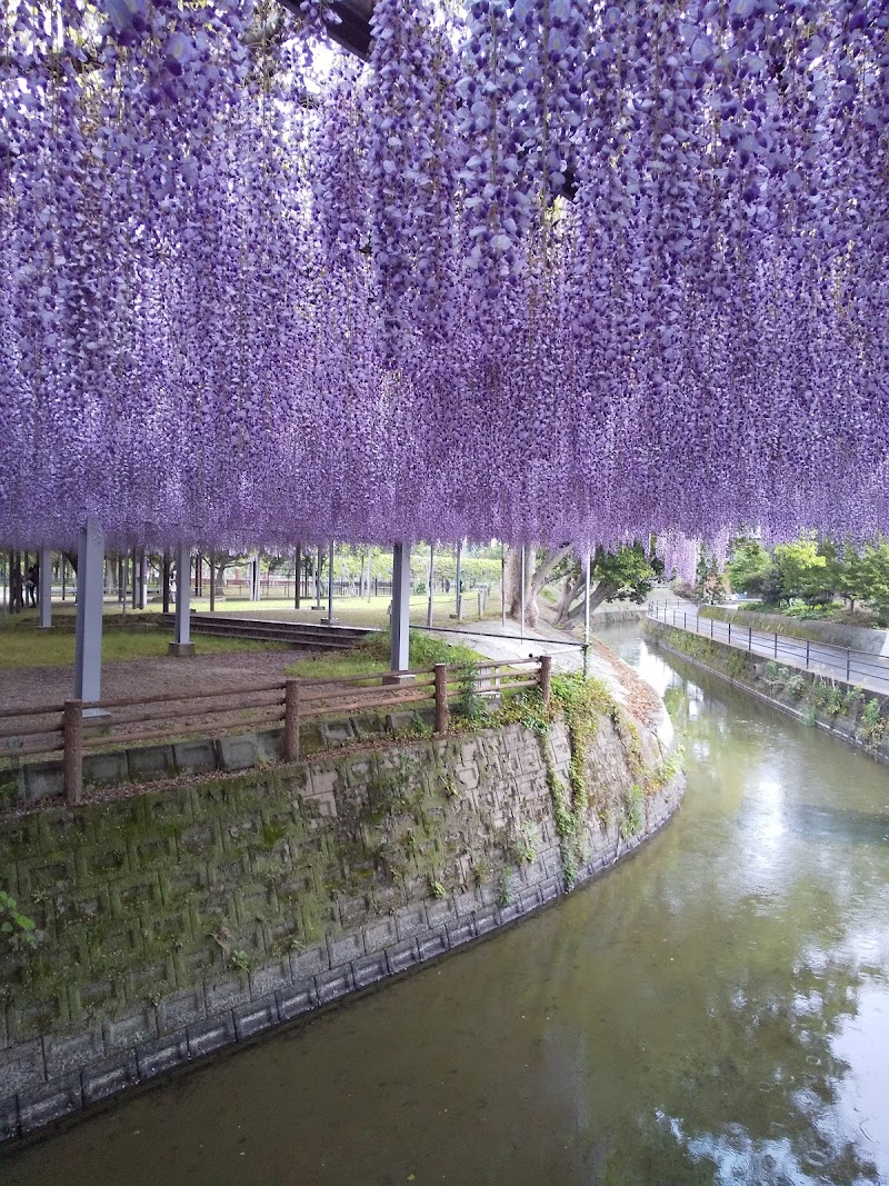 나카야마 대등나무 축제