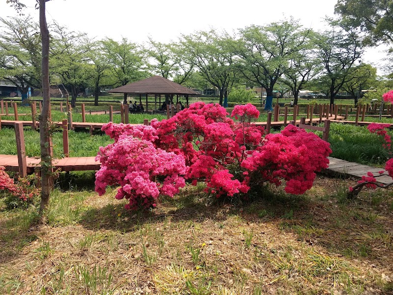 관림 벚꽃과 고이노보리의 마을 축제