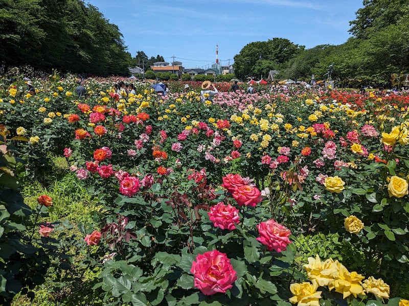 요노 장미 축제