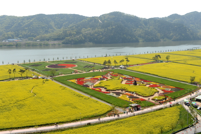 창녕 낙동강유채축제