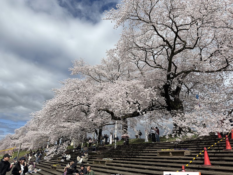 시로이시강 히토메센본자쿠라 벚꽃축제