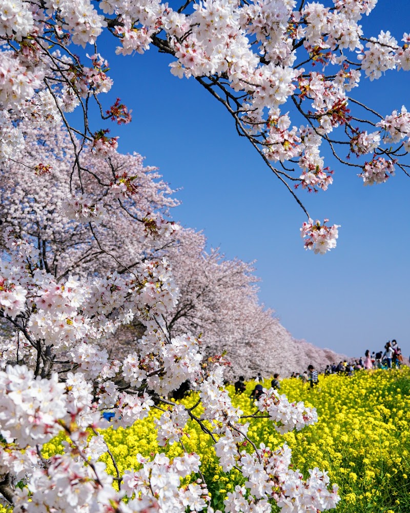 구마가야 벚꽃 축제