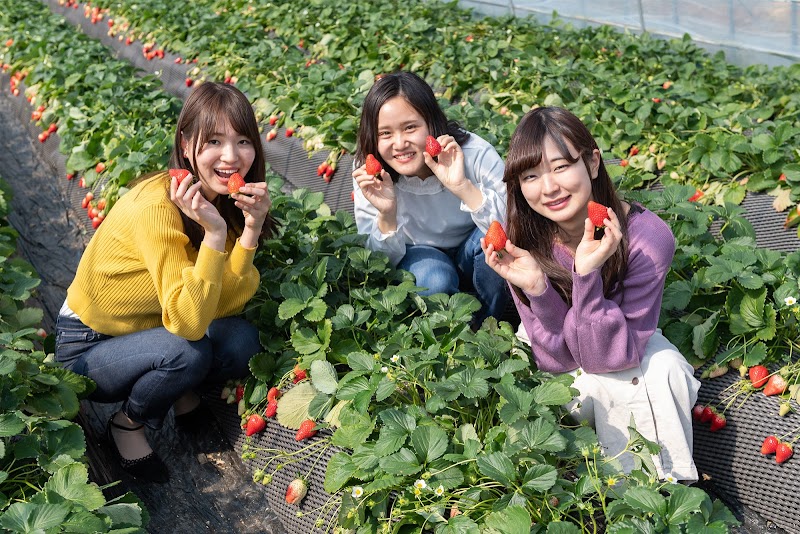 도치기 딸기 카페 이치고노사토