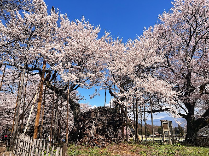 사쿠라니쿠 마츠오