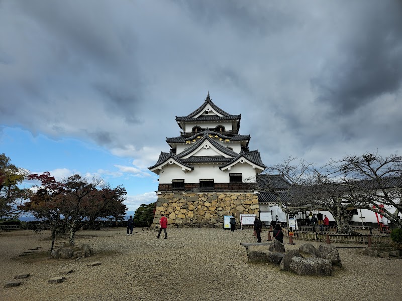 히코네 씨앗츠(근강소)