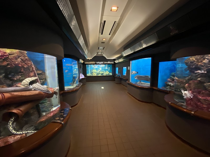 시부카와 마린 수족관