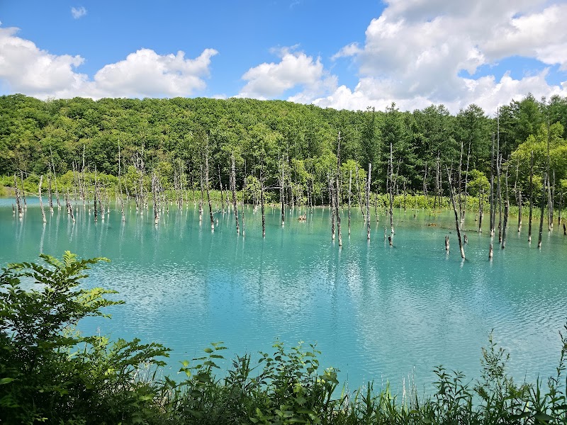 시로가네 아오이이케