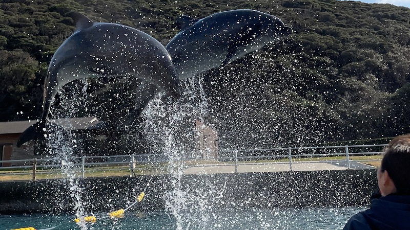 이키 돌고래 파크