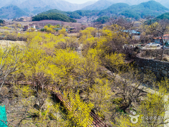 구례 산수유마을