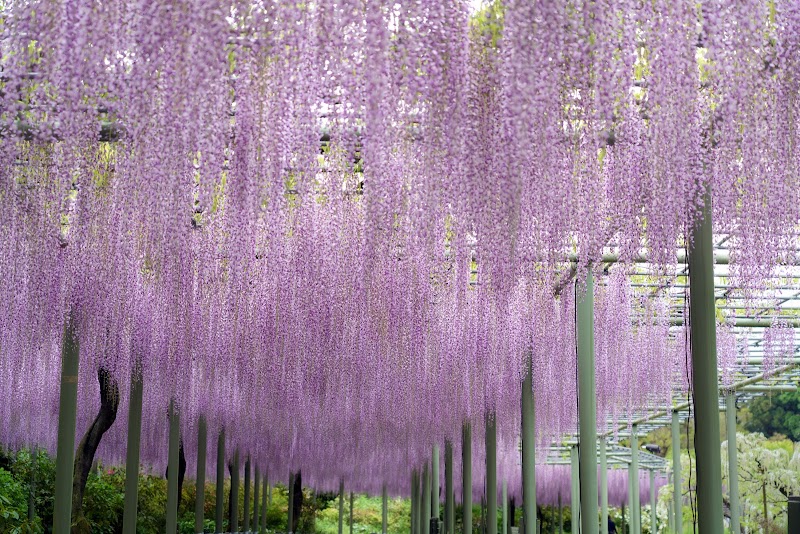 하마마쓰 플라워파크