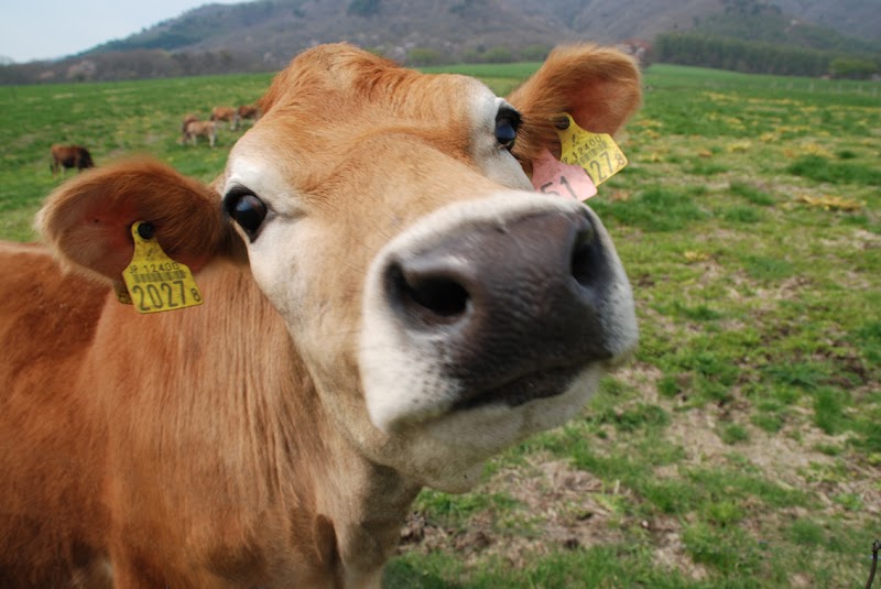 히루젠 저지랜드