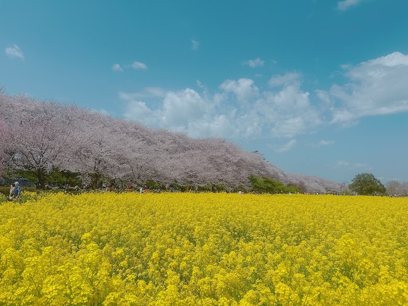 곤겐도 사쿠라쓰츠미