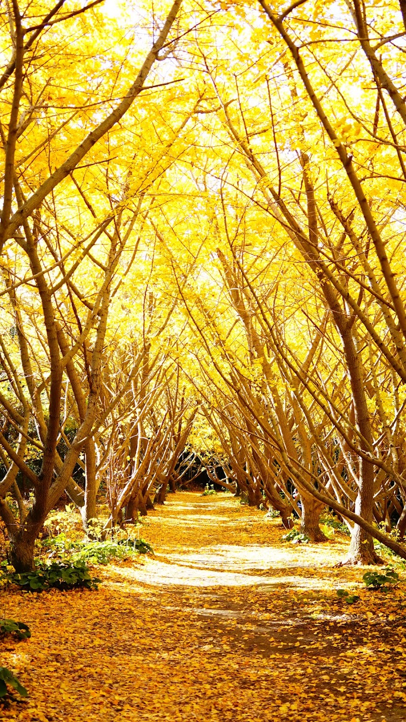 垂水千本イチョウ