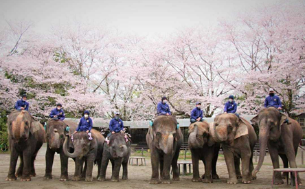 市原大象国·小百合世界