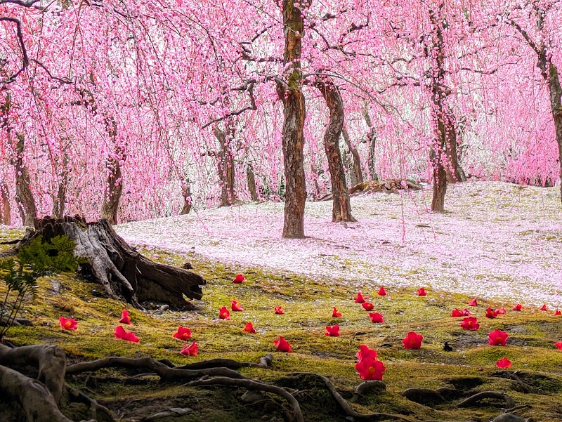 조난구 라쿠수이엔 (城南宮楽水苑)