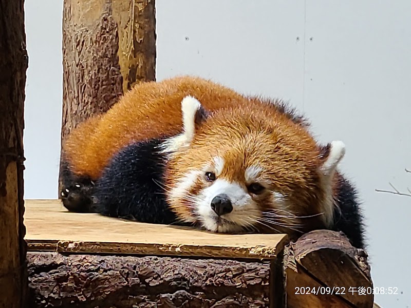 차우스야마 동물원