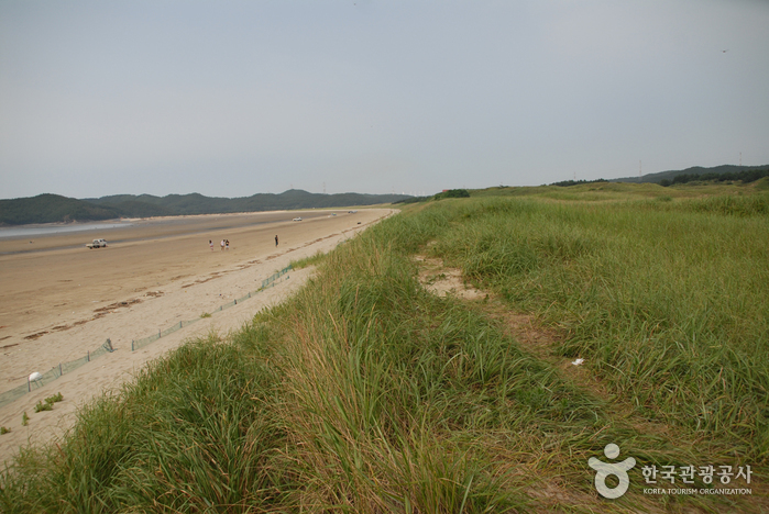 신두리해안사구