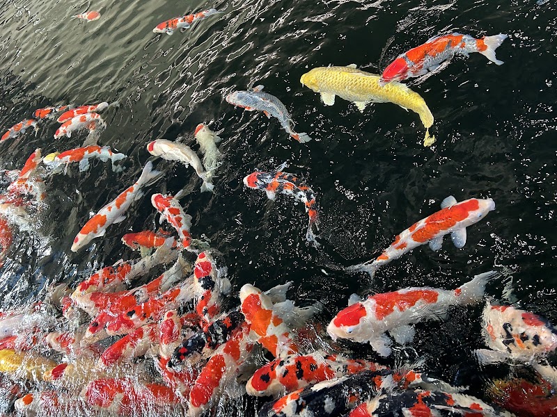 니시키고이노사토