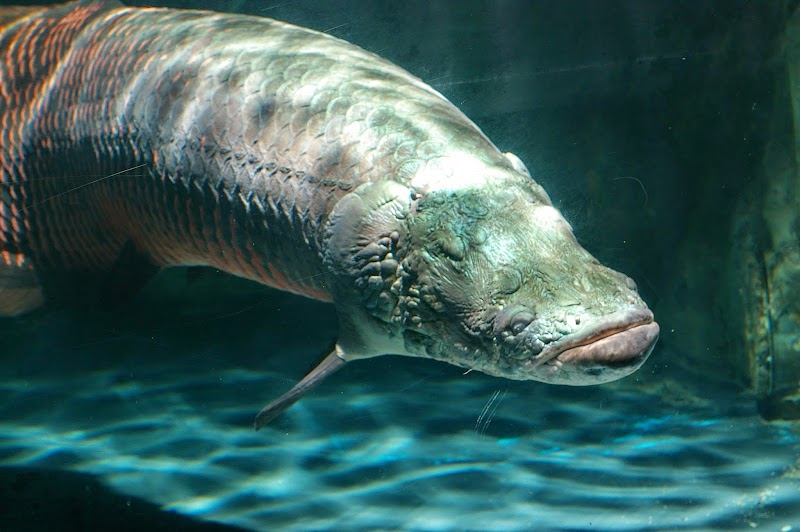 다테시나 아뮤즈먼트 수족관