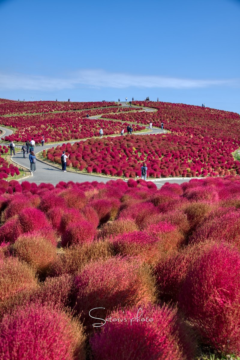 네모필라 언덕 (미하라시노오카)