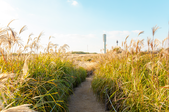 하늘공원 억새밭