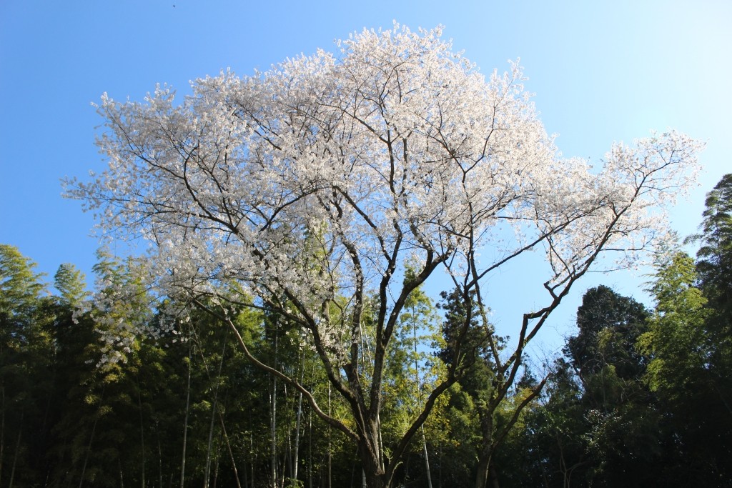 마리나 홉 (마리나 서커스)