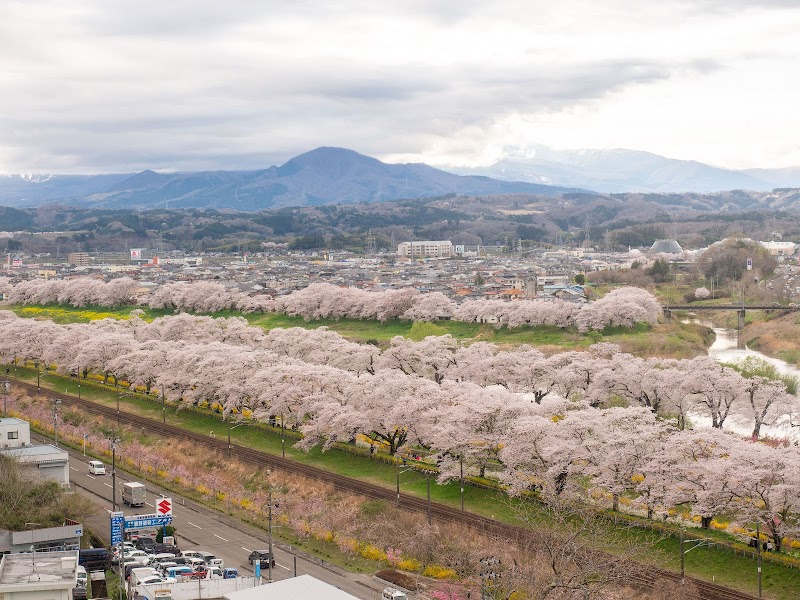 시로이시가와 제방 히토메센본자쿠라