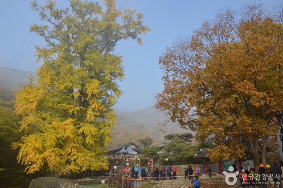 양평 용문사 은행나무