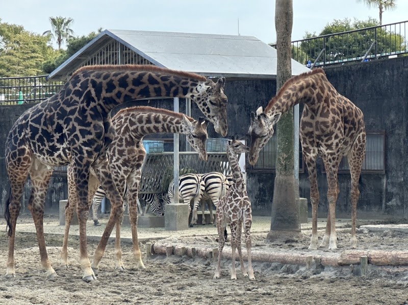 피닉스 자연동물원
