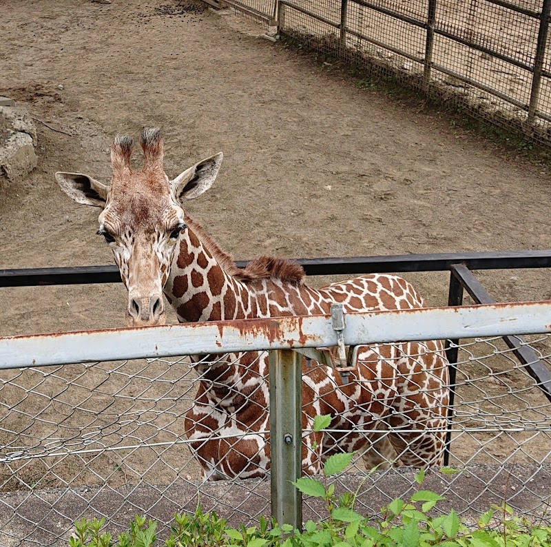 모리오카 동물공원 ZOOMO