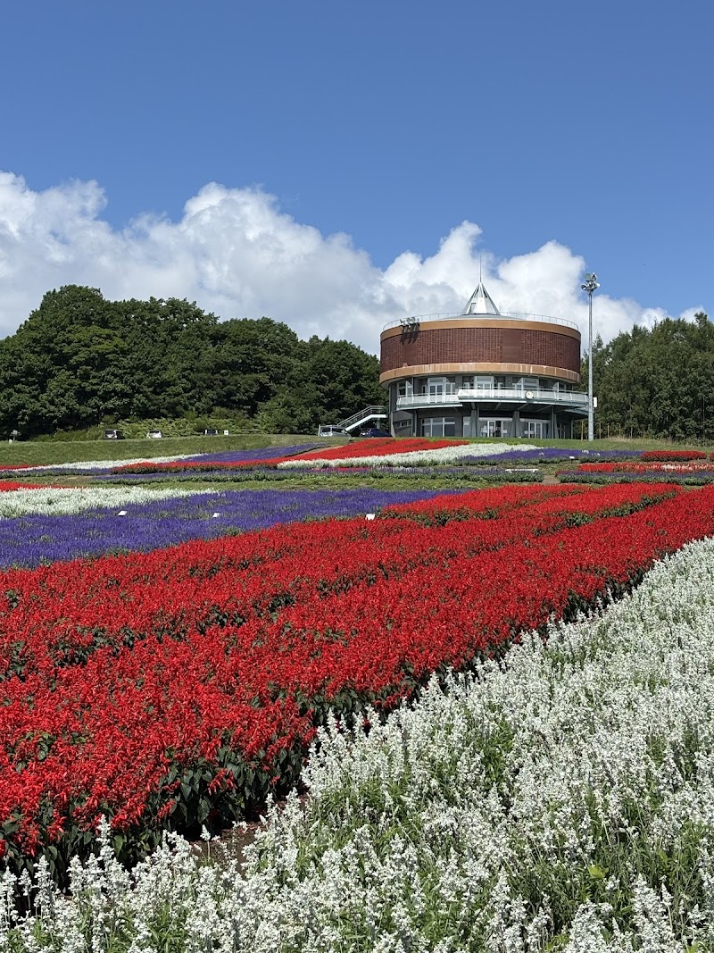 오호츠크 해바라기밭