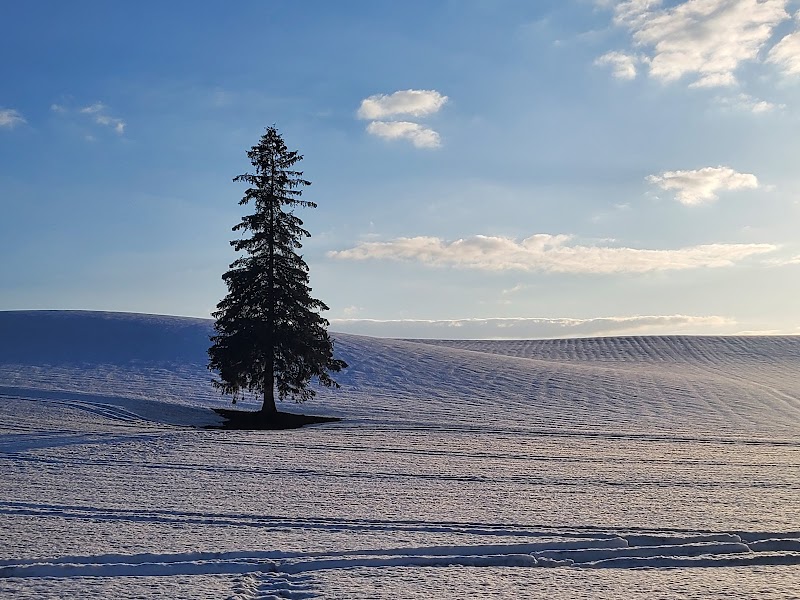 비에이 크리스마스 트리의 나무