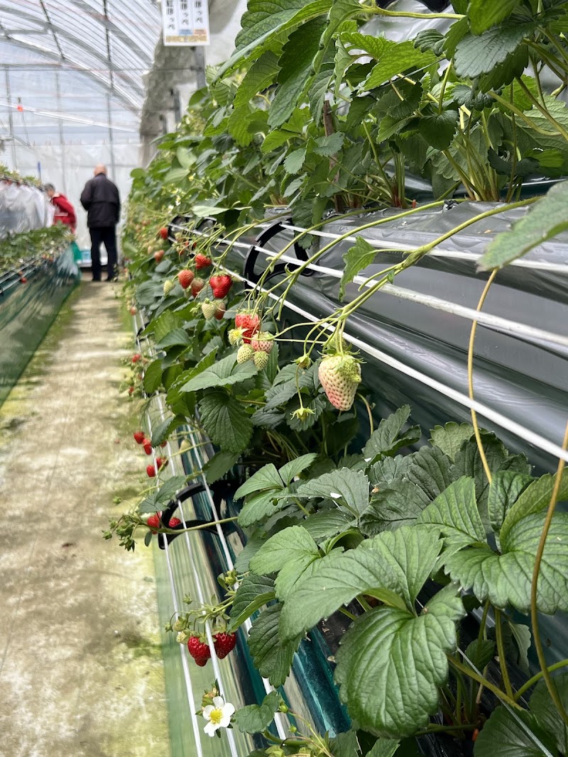 房総のいちご狩り