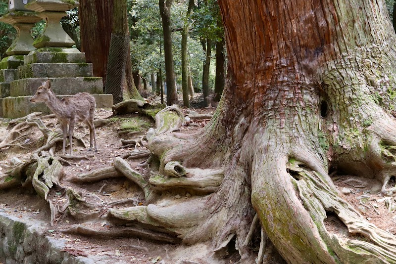 가스가야마 원시림