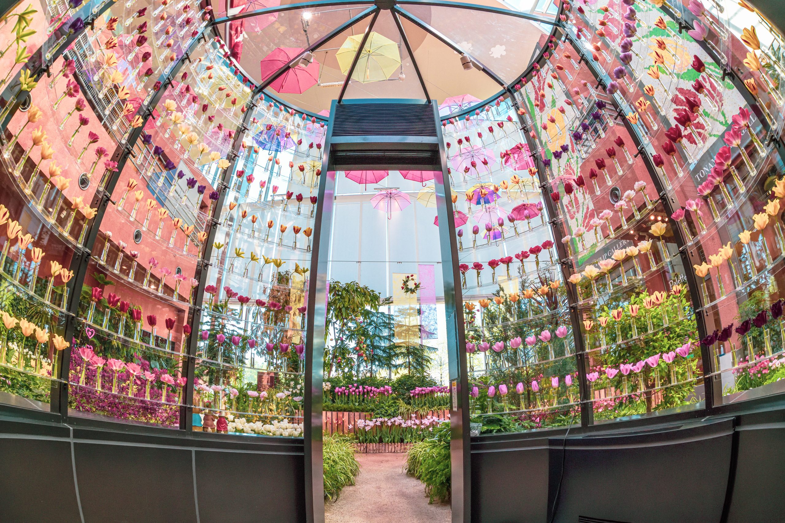 튤립 시키사이칸