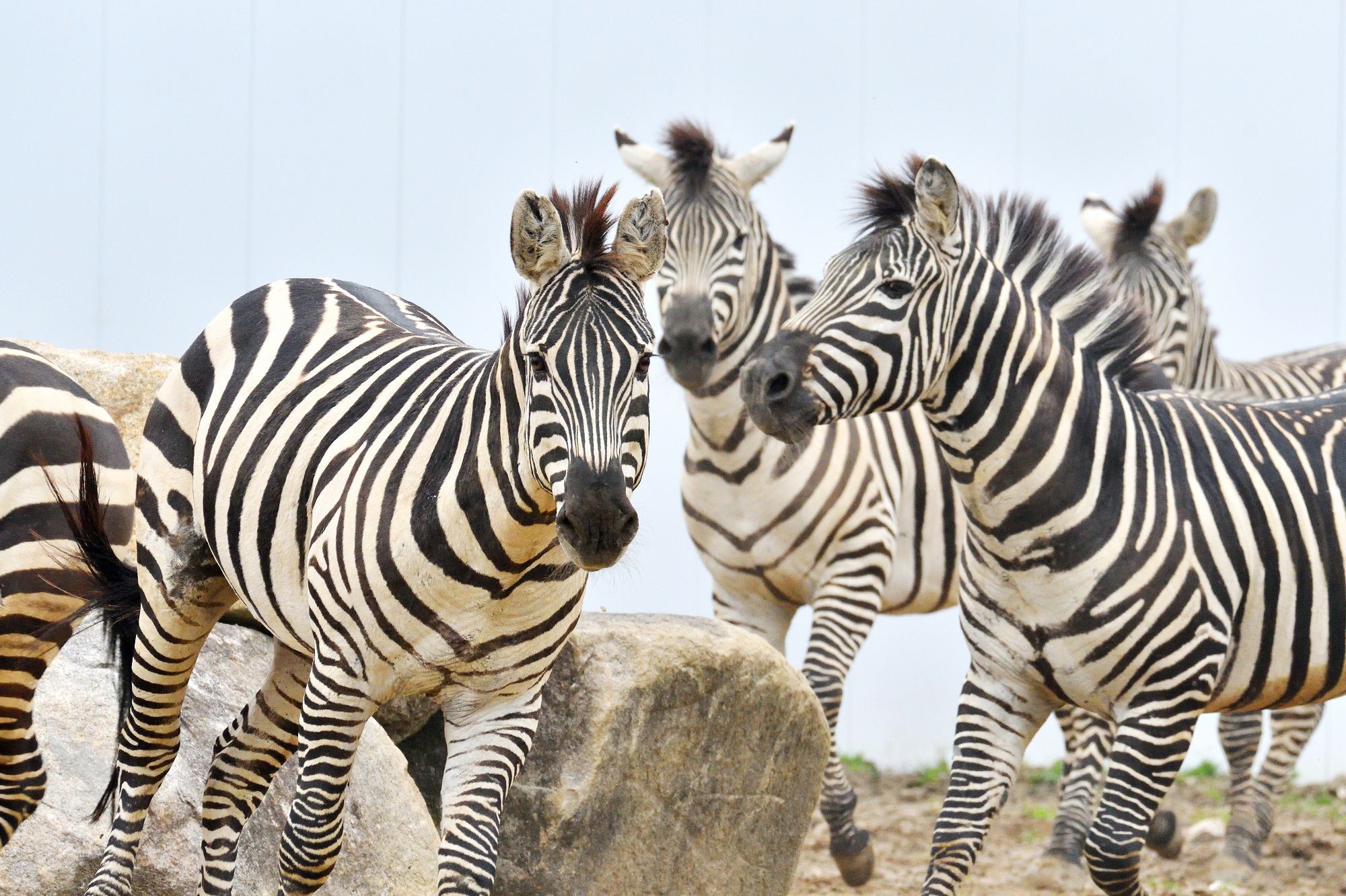 히로시마 도쇼구