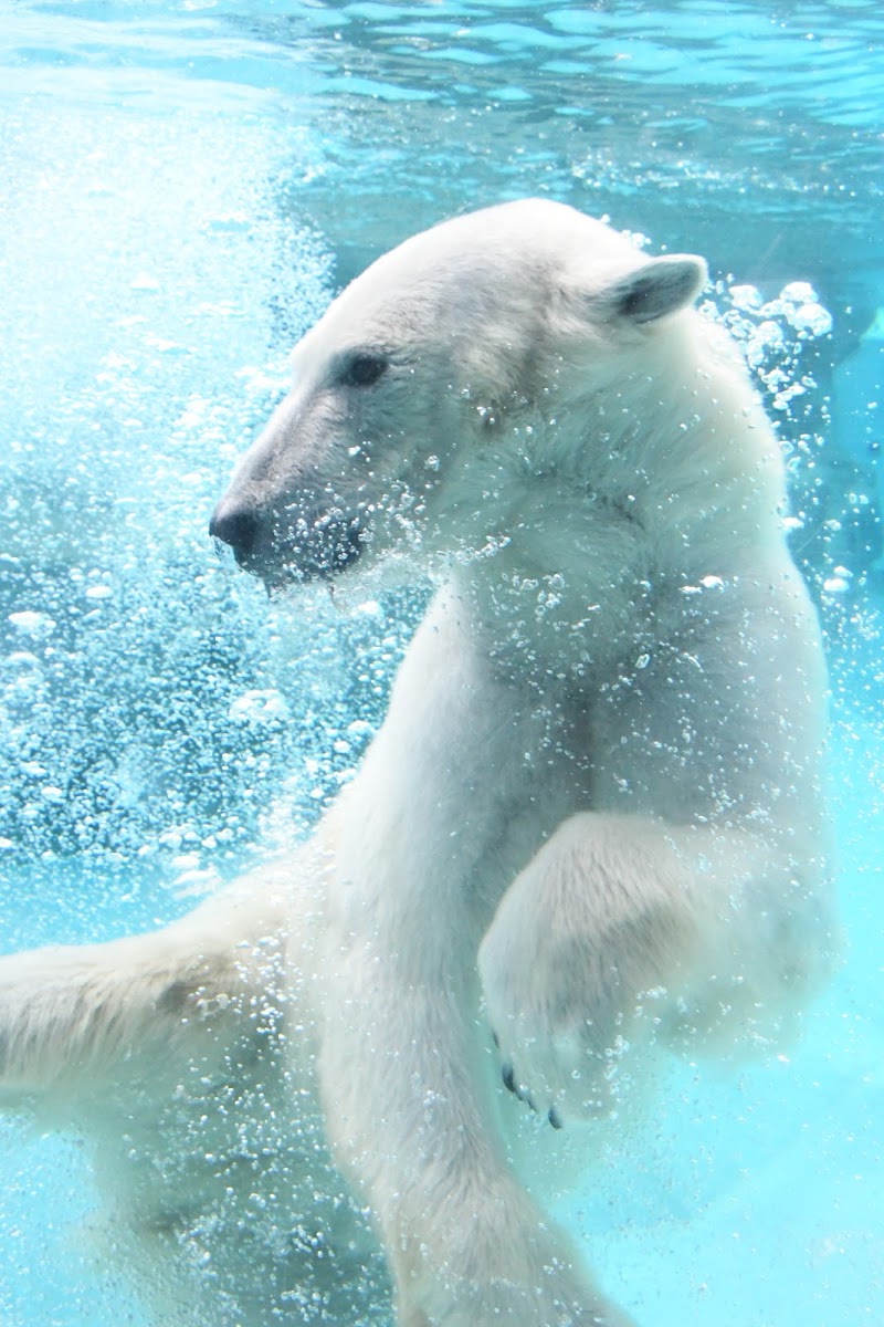 神戸市立王子動物園
