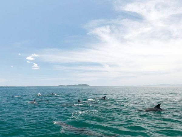 아마쿠사 돌고래 워칭