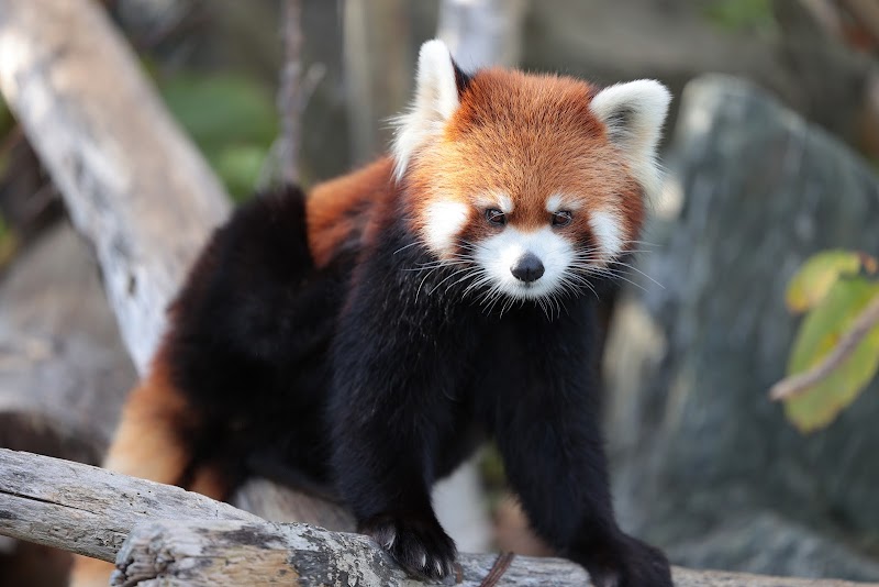 마루야마 동물원