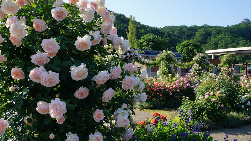 국영 에치고 구릉 공원