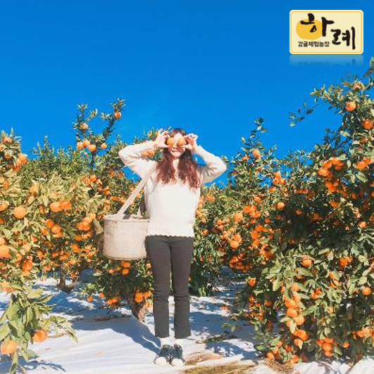 감귤 따기 체험농장