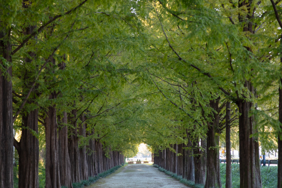 메타세쿼이아길