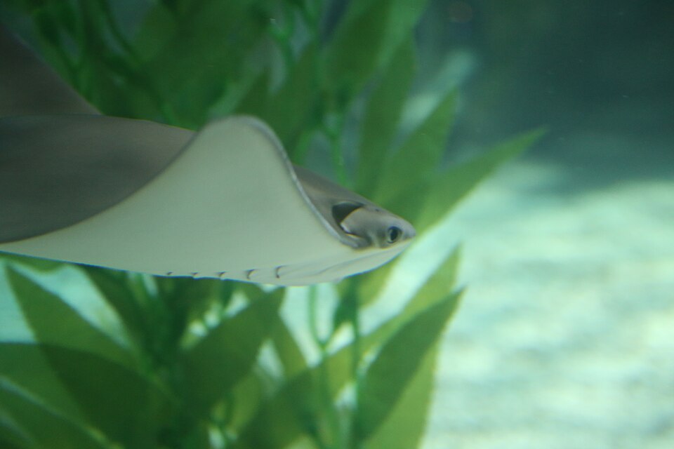 씨라이프 부산아쿠아리움