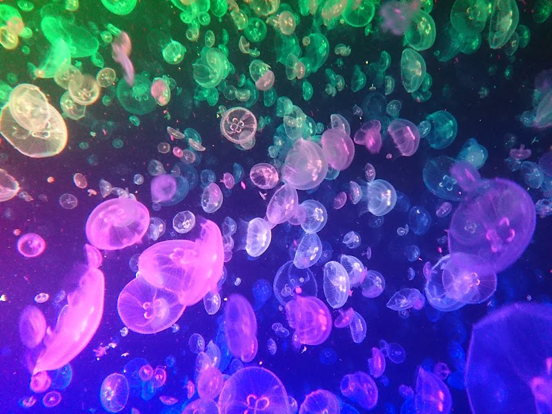 가모 수족관 (해파리 드림관)