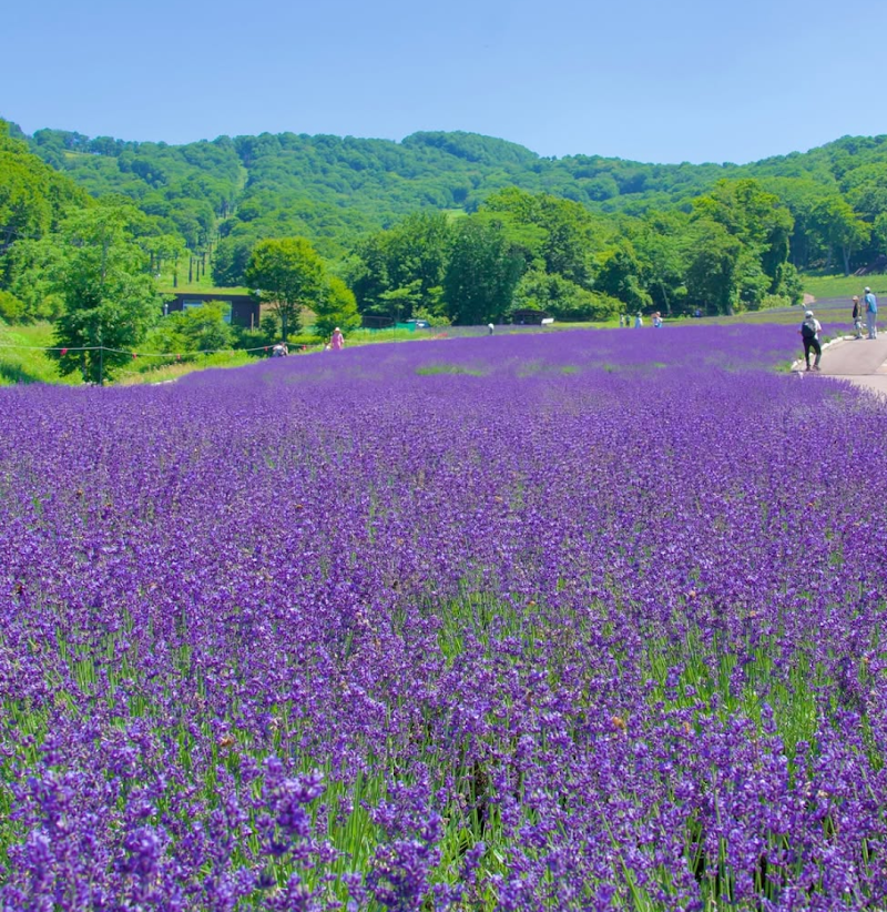 단바라 라벤더파크