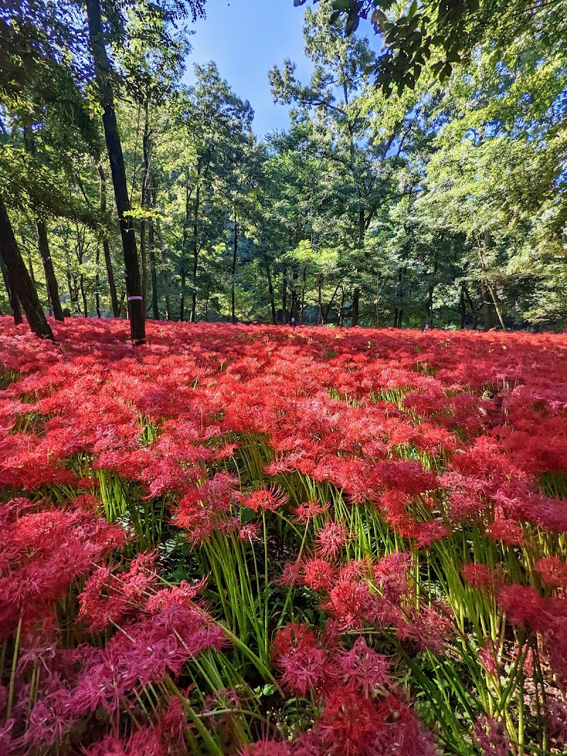 긴차쿠다 만주샤게 공원 (꽃무릇 군락지)